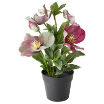 ppp 이케아 인조식물 조화 9cm 페이카 헬레보루스, 단일