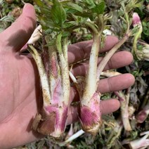 프레시퍼스트 자연산 노지 땅두릅 특품 제철 봄나물 여수 남해안 두룹 산지직송, 땅두릅 500g