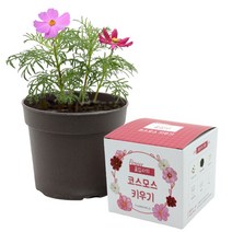 봄꽃씨 코스모스 미니코스모스 씨앗 키우기 세트