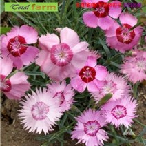 팝플러스씨앗 꽃식용이 가능한 상록패랭이 Cottage Pinks 혼합 30립, 1개