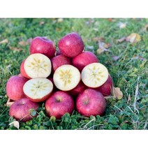 청송 꿀 사과 햇 부사 시나노골드 경북 선물용 흠과 5kg 10kg, 부사10k, 소과(42~49과)
