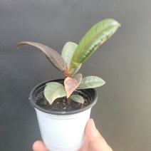 공기정화식물 화분 반려식물 루비수채화고무나무 소품 152535