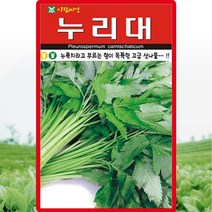 누리대 씨앗 20립 누룩치 산채류 노천매장 종자, 1개