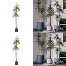 이지리치 드라세나 마지나타 조화 B 160CM 인조나무 조화꽃