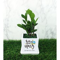 그린조아 개업 선물 실내 공기정화식물 화분 맞춤형 축하 메세지 꽃화분 배달 입주 집들이 이사 가게오픈 카페 식당 승진 사무실, 율마, 쇼핑백O