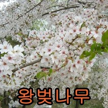 왕벚나무 접1년생5그루.묘목.나무묘목.유실수.꽃나무.과실수.자두 왕벚나무