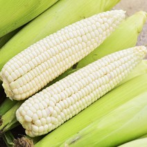 흰 옥수수씨앗 찰옥수수 씨앗 식물 종자 열매 500g 새싹키우기-72394EA, MC_ 본상품선택