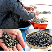 서리태효능 국산 국내산 서리태 검정 검은 콩 판매 서목태 시세, 서리태1kg