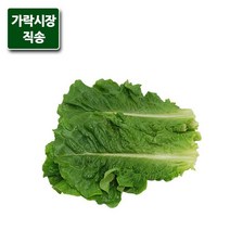 가락시장직송 잎로메인 상추 300g, 단품