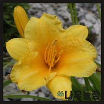 (나무농장) 야생화 왕원추리 포트 ( 5주묶음 )