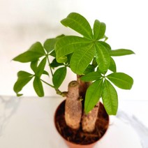 실내공기정화식물 파키라(3촉) 공기청정식물 파키라키우기