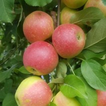 묘목/미니사과]루비에스 R4-5cm KS038