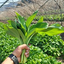 [부자밥상] 강원도 명이나물 1Kg 울릉도종 생명이 산마늘 잎명이 대명이 산지직송, 대 명이나물 1Kg