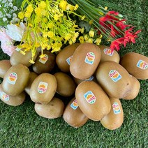 [맛나과일] 제스프리 썬 골드키위 로얄대과/점보사이즈 10과 15과, 로얄대과 10과