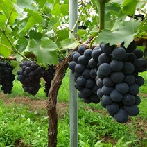 천안 고당도 GAP 프리미엄 거봉 선물세트, 2kg(4수)