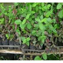 상록성 지피식물 줄사철(노박덩굴과), 황금줄사철 포트(전국상록노지월동) / 15주