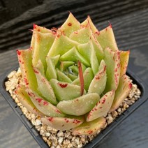 환엽 홍자 다육식물 중품 묵은둥이 용인수다육