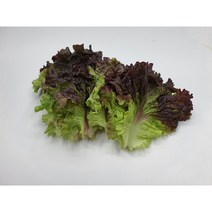 [특급] 싱싱한 꽃상추 500g 1kg 2kg 적상추, 꽃상추 1kg