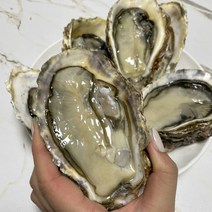 대왕 삼배체 굴 1kg, 1. 대왕 삼배체 굴 1kg