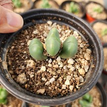 [해뜰다육] 축전 코노피튬 다육식물 선인장