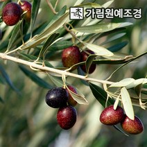 올리브나무 유실수 정원수 가림원예조경, 올리브화분
