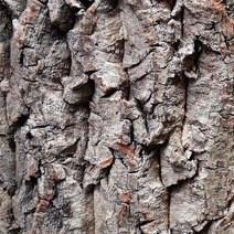 굴피나무껍데기/신제품 나무껍데기/자작나무 껍질/조경 인테리어/벽시공/천정시공/인조목, 굴피나무 껍데기, 1개