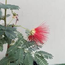[다온야생화] W3088 빨강자귀.빨간자귀나무.홍자귀나무 (15cm) [랜덤], 1개