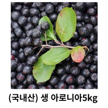 생아로니아 5kg 10kg 국내산 산지직송 아로니아 생과 열매 꼭지유 스무디 건겅주스 건강식품 베리류 햇아로니아생과, 1box