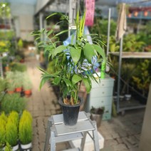 세이브릿지야자 대나무야자 중대품 50~80cm 119, 1개