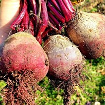 아삭한 햇비트 국내산 제주 비트 레드비트 2kg 3kg 5kg 10kg, 햇 비트 5kg