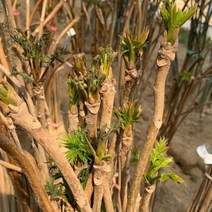 광일농원 참죽나무 가죽나무 1년생 특묘 5개 약용수 참중나무