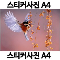 A306-6/스티커사진 A4 벌새사진 방수라벨지 실사코팅 핸드폰사진인화 프린트할수있는곳 사진인쇄 사진출력 인쇄출력, 다른사진은메지시및문자와이메일요
