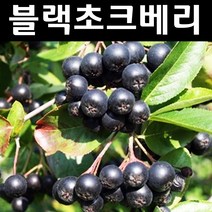 블랙초크베리(아로니아) 실생4년(뿌리) 3개/나무 묘목/과실수/유실수