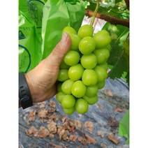 씨없는 샤인머스켓 제철과일 망고 청 포도 프리미엄 고당도 애플 델라웨어 캠벨 유기농, 3kg(4수~6수)
