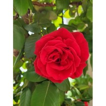 [허니솝] 플로럴워터 모음 (비누 화장품 DIY 재료), K142. 로즈프리미엄 워터 500ml