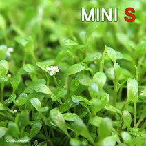 [헬로아쿠아] 수초-티그마 2잎 10뿌리-낮게 퍼지는 전경용 어항식물, 상세 설명 참조