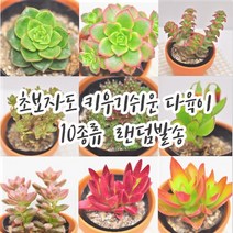 다육이 10종류 초보자도 키우기 쉬운 다육정원 식물랜덤8-60, 단품