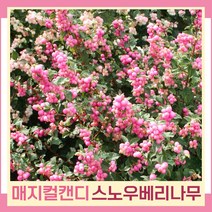 스노우베리나무 묘목 매직컬캔디 6치포트 1개
