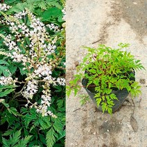세종의정원 한라개승마 여름꽃 4치 포트묘 20개 들꽃 야생화
