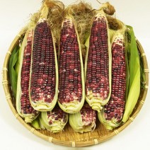 흑찰옥수수 9개입(팩당3개입/진공포장/15~17cm)/국내산 냉동옥수수, 흑찰옥수수 9개입(팩당3개입/진