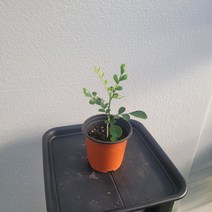 무배특가 플랜테리어 거실화분 오렌지자스민 외목대 소품 10-25cm 32