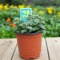 [모종가게] 허브모음 / 허브모종 허브화분 허브키우기 데코용 홈카페, 1개, 애플민트