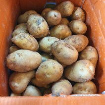 해돋이농산 국내산 강원도감자 햇감자 대 특 왕특 3kg 5kg 10kg, 대(3kg), 1개