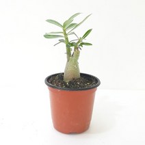 석화(소) 미니바오바브나무라 불리는 사막의장미 석화나무키우기, 상세페이지 참조, 상세페이지 참조