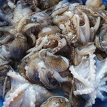 특품 국내산 자연산 활쭈꾸미 알배기쭈꾸미 산지직송 남당리쭈꾸미 500g 서해에서 갓 잡은 싱싱한 남당항쭈꾸미 당일조업 주꾸미, 쭈꾸미 1kg (10마리내외)