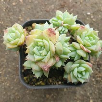 [수암다육] 맥도가리 랜덤발송 Graptopetalum macdougallii 다육 다육이 다육식물, 1개