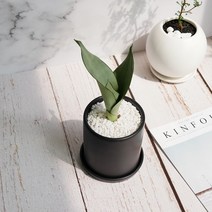보거스플라워 산세베리아 문샤인 그늘에서잘자라는 음지식물, 1개, 문샤인 + 원형(블랙)