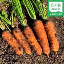 서귀포 성산 산지직송 제주 친환경 당근 유기농당근 무농약당근 3kg 5kg 10kg, 제주유기농당근(특상혼합)3kg
