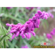 멕시칸세이지, 1개