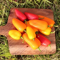 국내산 미니파프리카 꼬마파프리카 (250g팩씩 개별포장) 500g 1kg 2kg [노블프레쉬], 미니파프리카 2kg(250g x 8팩)